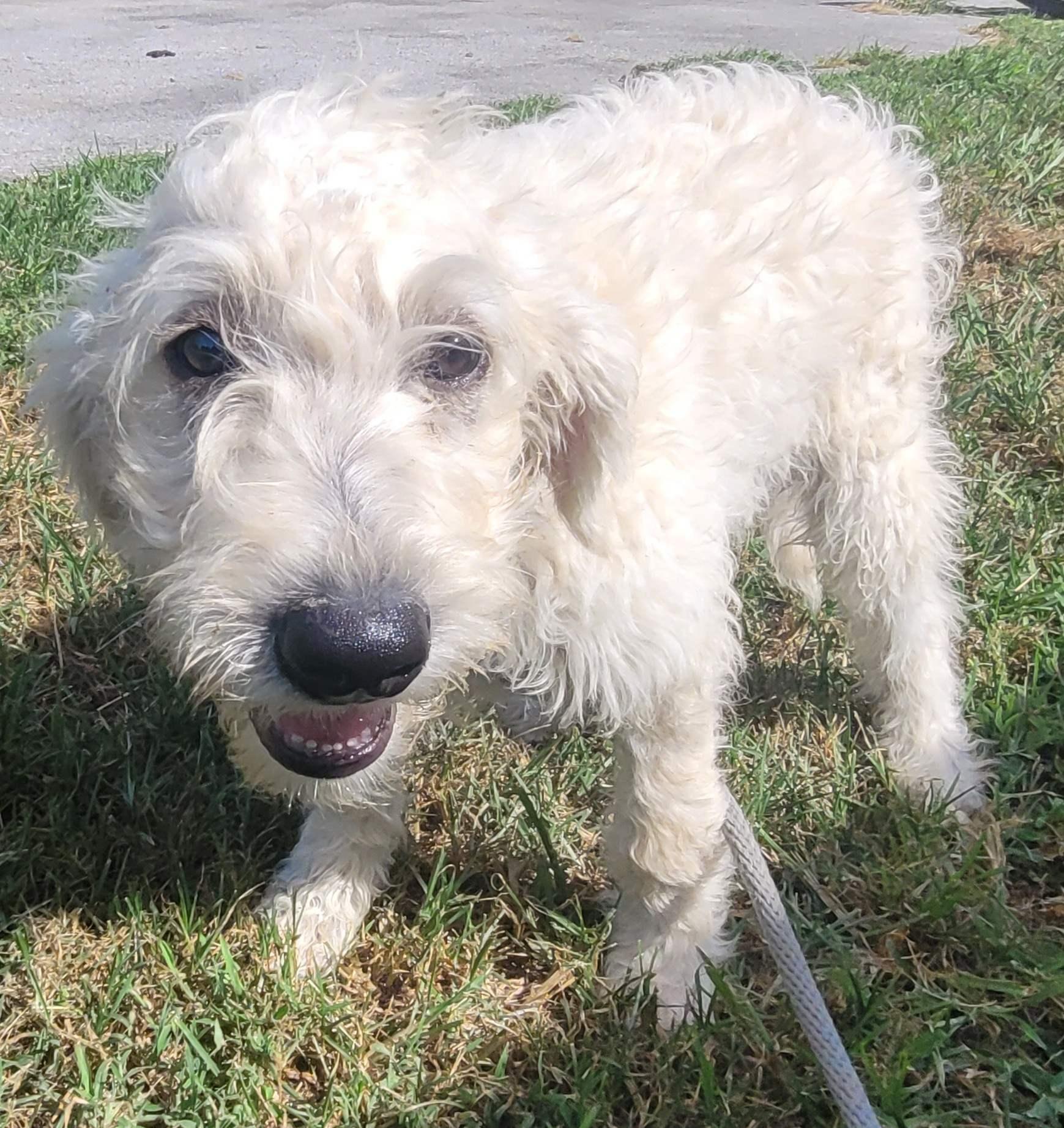 Enlarge Logan 19, an adopted mixed breed in Killingworth, CT image 2/5