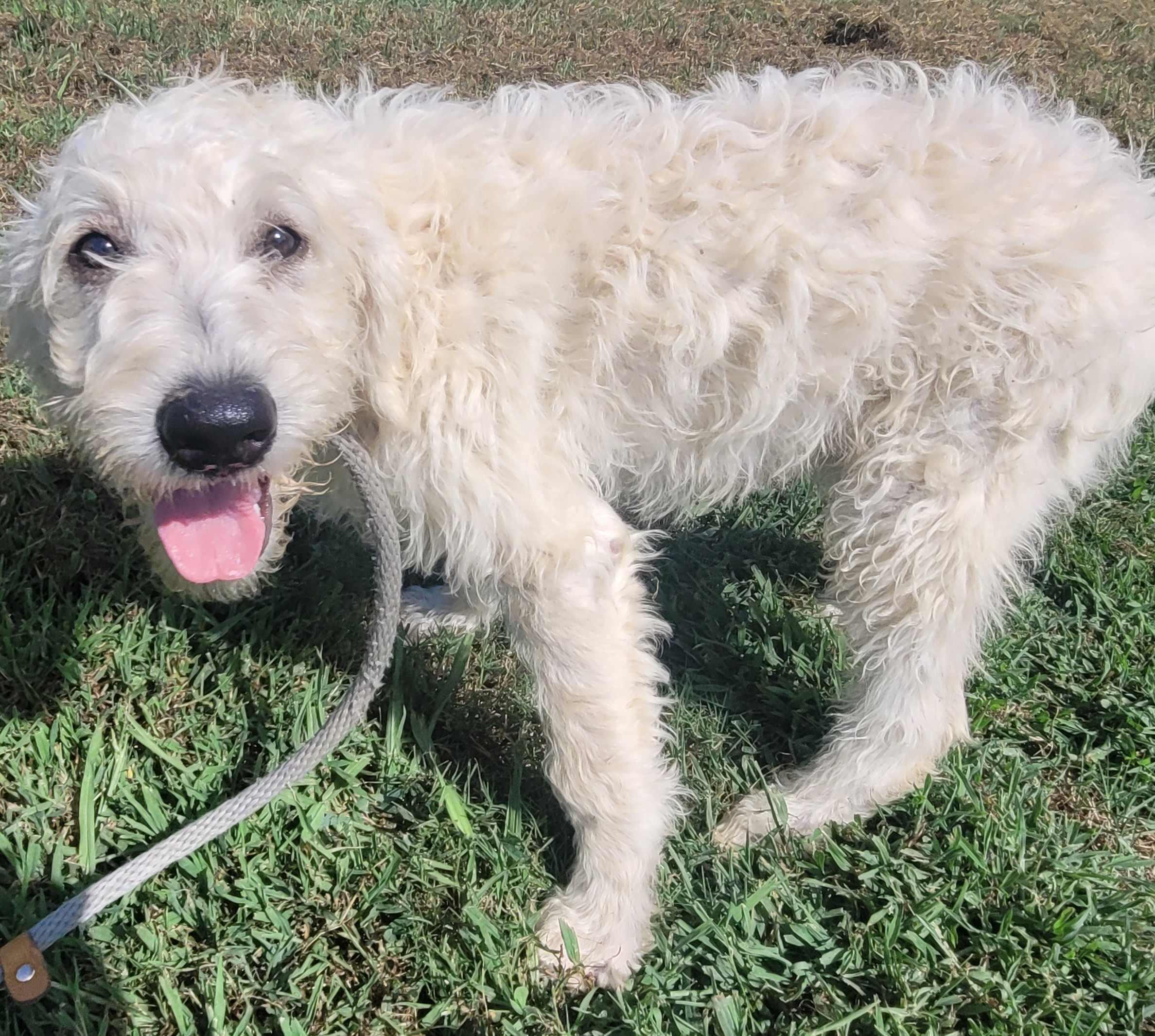 Logan 19, adopted, Puppy Male Labradoodle.