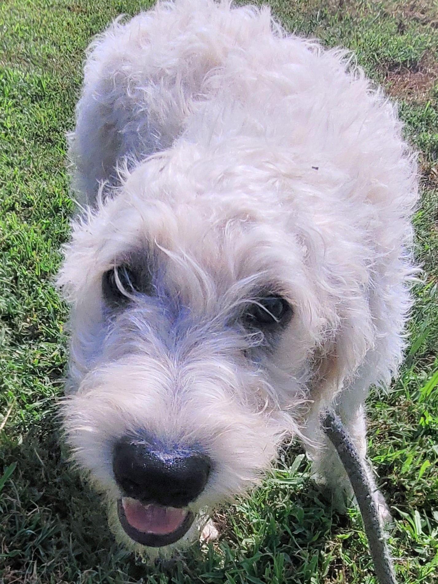 Enlarge Logan 19, an adopted mixed breed in Killingworth, CT image 3/5