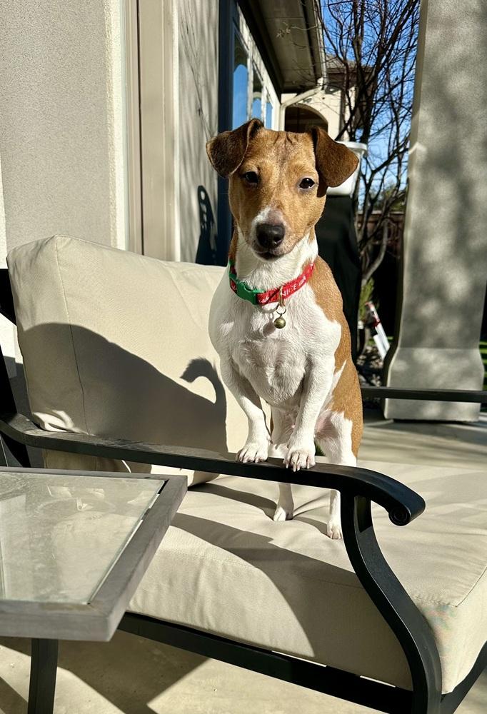 Enlarge Akira, a Adoptable Jack Russell Terrier in Richardson, TX image 1/6