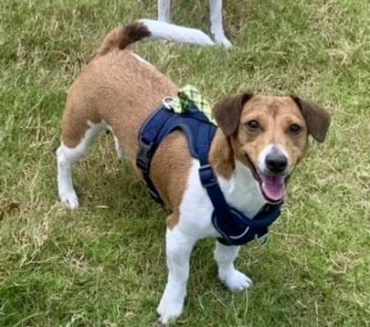 Enlarge Akira, a Adoptable Jack Russell Terrier in Richardson, TX image 2/6