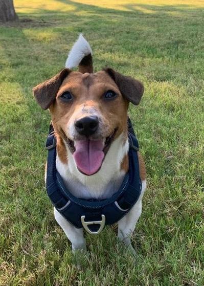 Enlarge Akira, a Adoptable Jack Russell Terrier in Richardson, TX image 4/6
