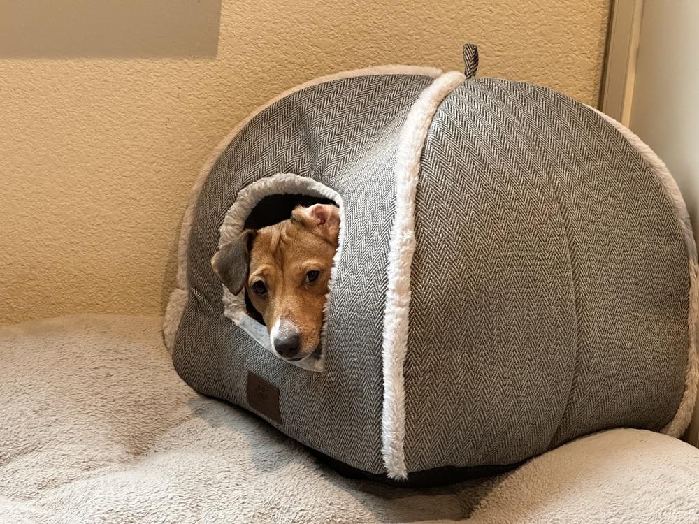 Enlarge Akira, a Adoptable Jack Russell Terrier in Richardson, TX image 5/6