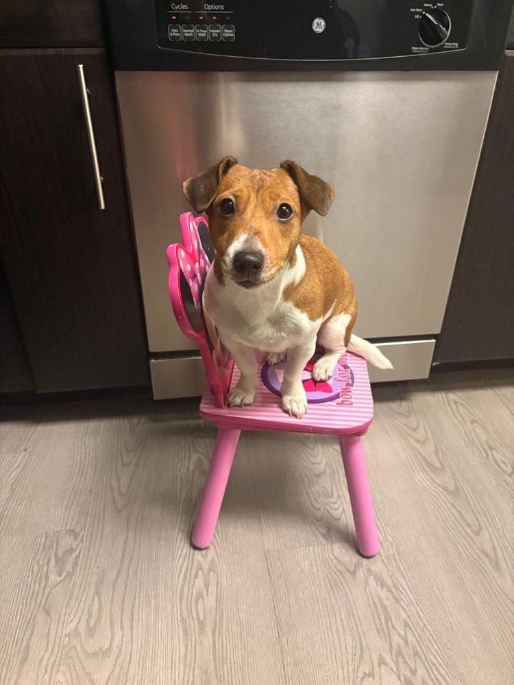 Enlarge Akira, a Adoptable Jack Russell Terrier in Richardson, TX image 6/6