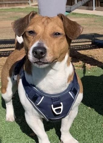 Akira, a Adoptable Jack Russell Terrier in Richardson, TX image 5/6