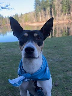 Nova, a Adoptable Rat Terrier in Seattle, WA image 1/3