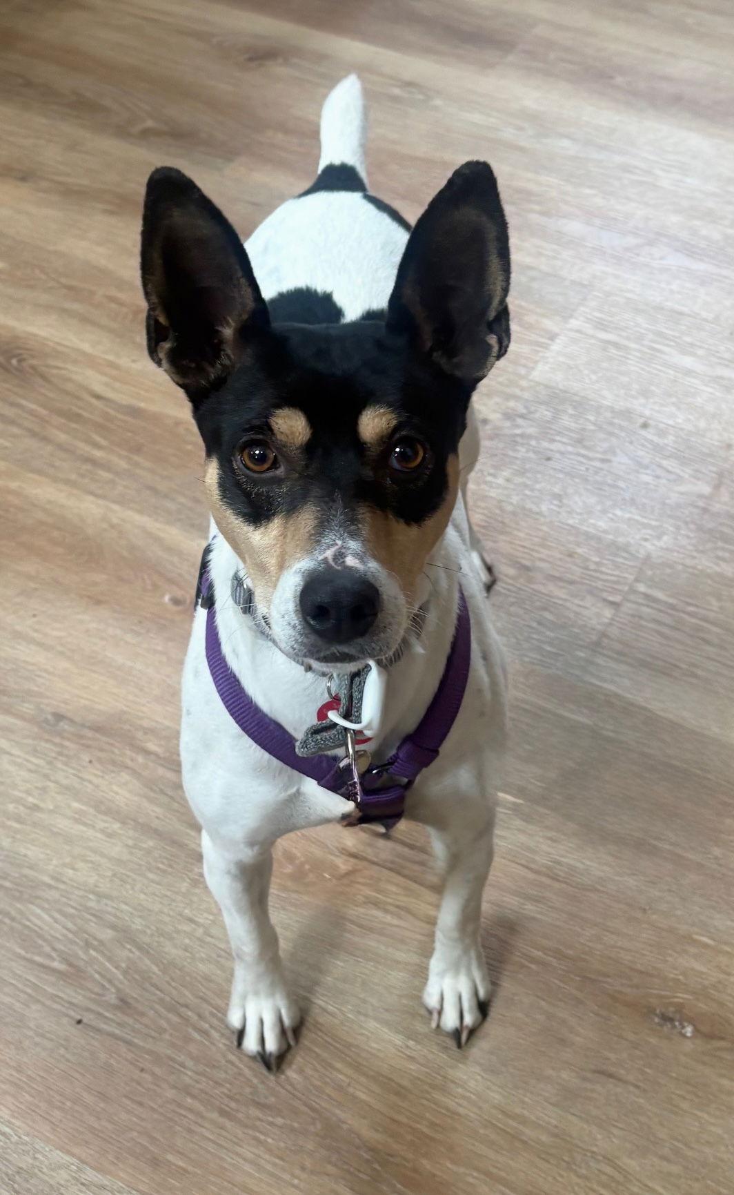 Nova, a Adoptable Rat Terrier in Seattle, WA image 2/3