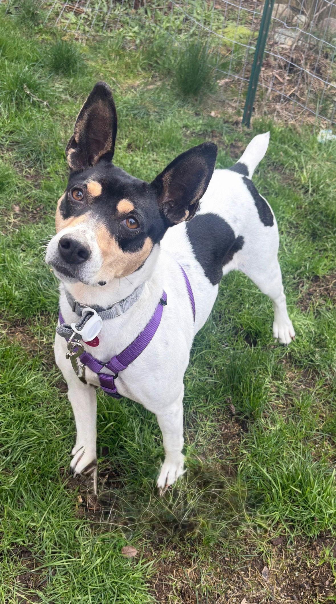 Nova, a Adoptable Rat Terrier in Seattle, WA image 3/3