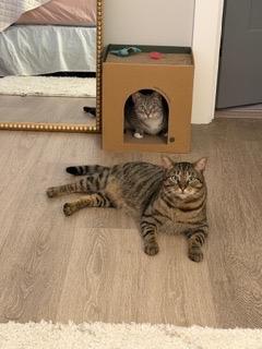 Fitz, Adoptable, Adult Male Domestic Short Hair.