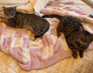 Enlarge Fitz, a Adoptable Domestic Short Hair in Moncks Corner, SC image 2/4