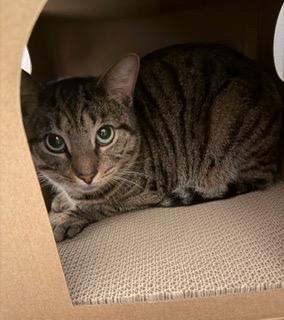 Enlarge Fitz, a Adoptable Domestic Short Hair in Moncks Corner, SC image 3/6