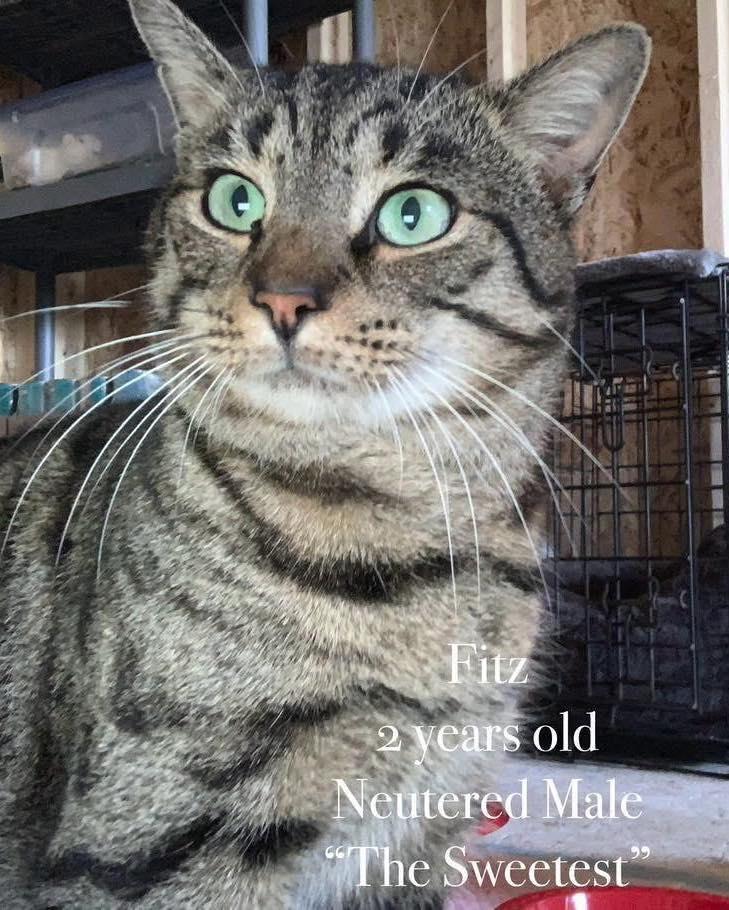 Enlarge Fitz, a Adoptable Domestic Short Hair in Moncks Corner, SC image 3/4