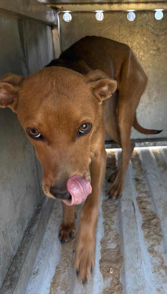 LOBO, Adoptable, Young Male Mixed Breed.
