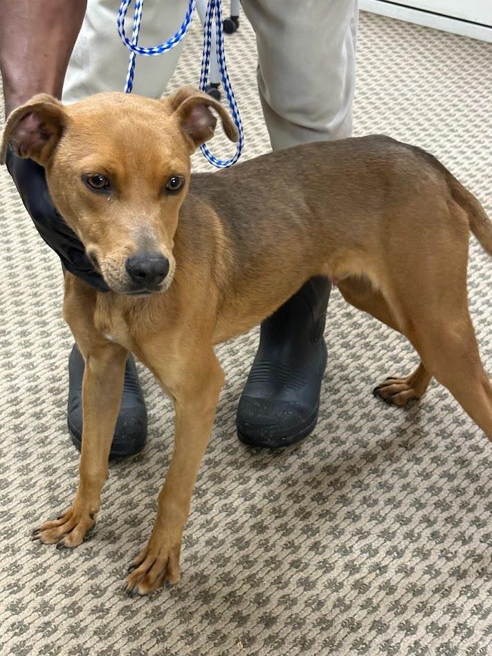 LOBO, a Adoptable mixed breed in Effingham, SC image 2/2