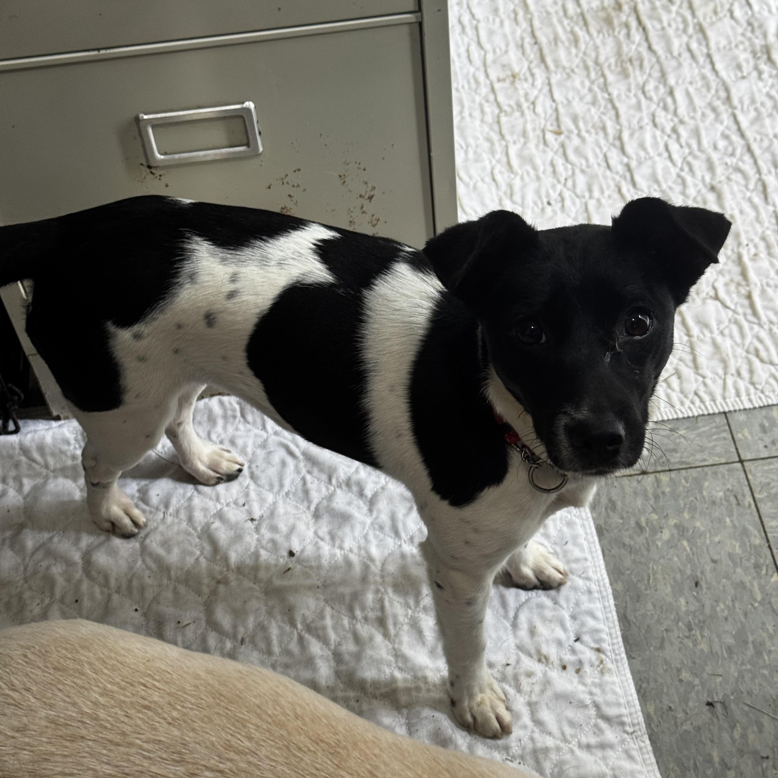 Trixie , ADOPTABLE, Young Female Rat Terrier.