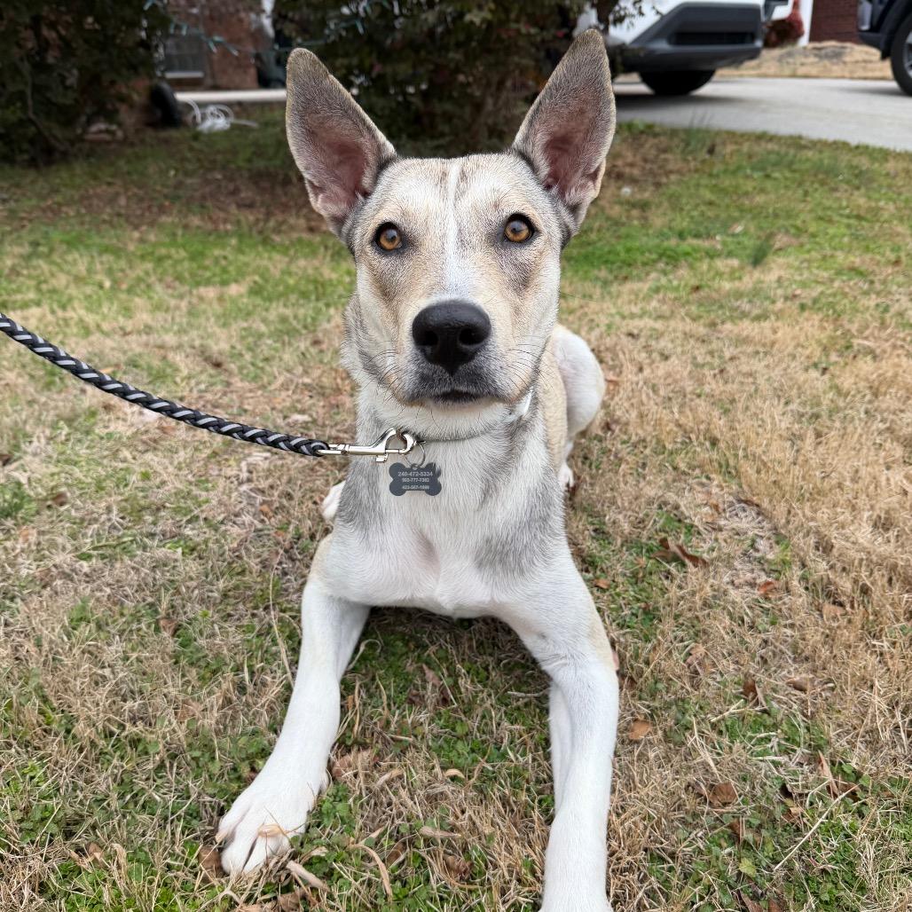 Mama Dough, a Adoptable mixed breed in Birmingham, AL image 1/6