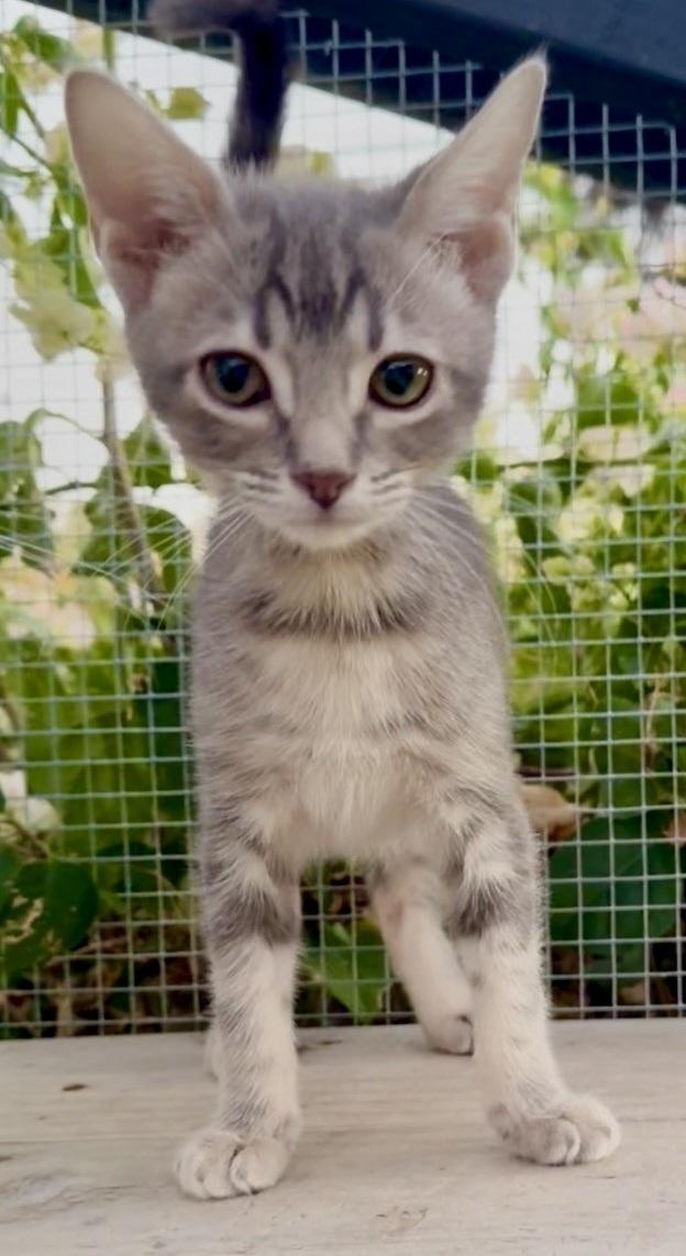 Enlarge Moonstone, a ADOPTABLE Domestic Short Hair in Scottsdale, AZ image 2/4