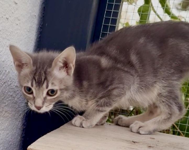 Enlarge Moonstone, a ADOPTABLE Domestic Short Hair in Scottsdale, AZ image 4/4