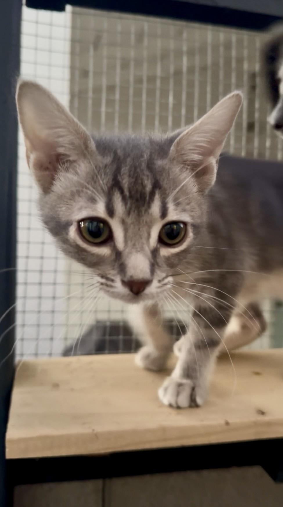 Enlarge Moonstone, a ADOPTABLE Domestic Short Hair in Scottsdale, AZ image 3/4