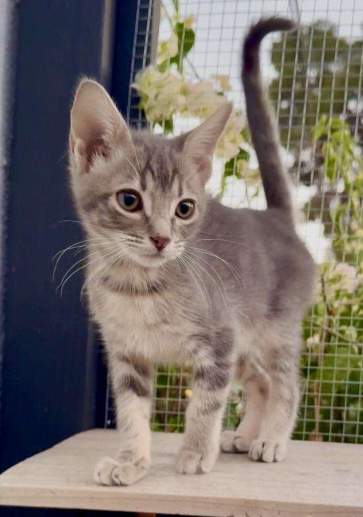 Enlarge Moonstone, a ADOPTABLE Domestic Short Hair in Scottsdale, AZ image 1/4