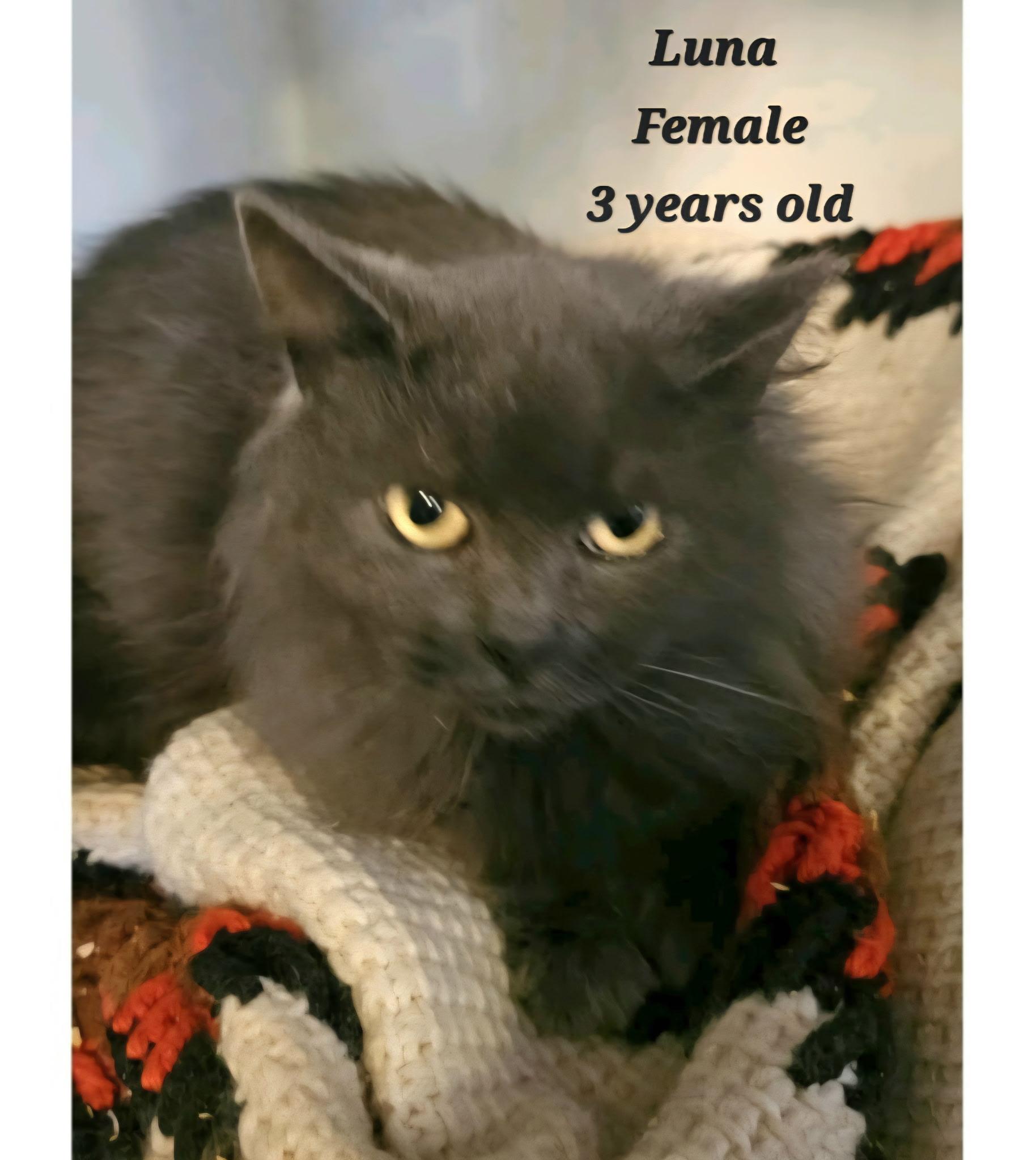 Luna, Adoptable, Adult Female Domestic Long Hair.