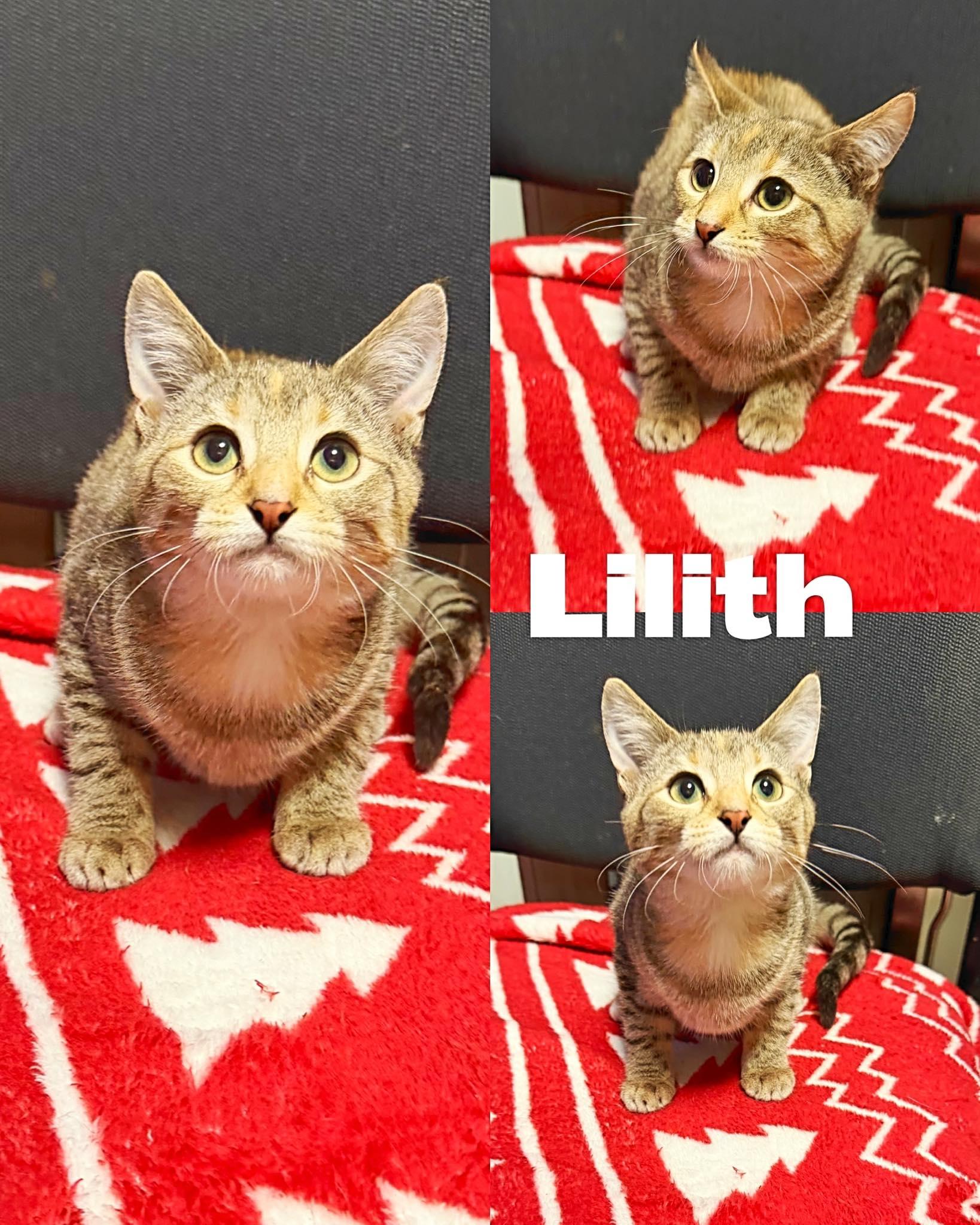 Lilith, adopted, Young Female Domestic Short Hair.