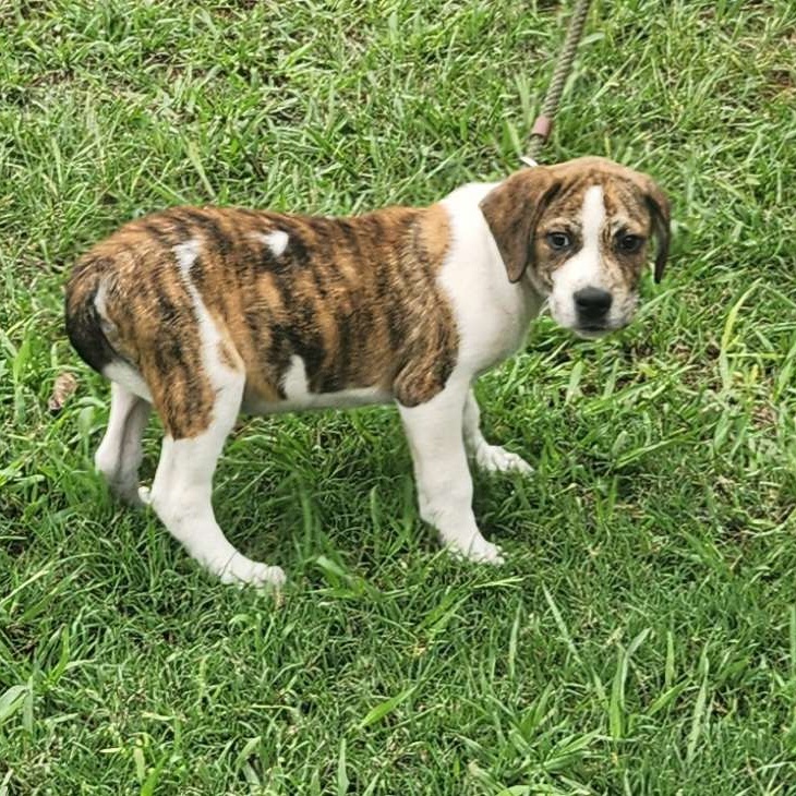 Waffles, a Adopted mixed breed in Sylacauga, AL image 1/5