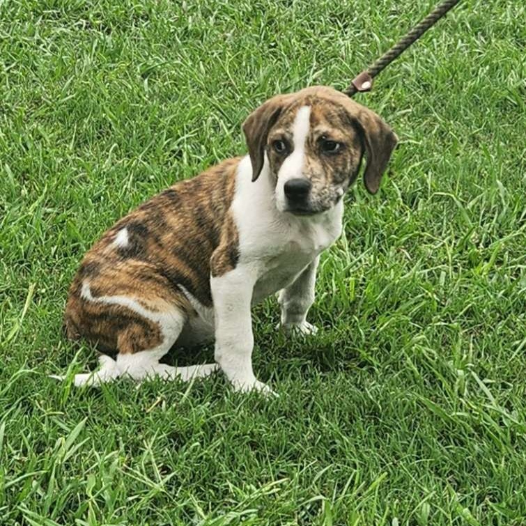 Waffles, a Adopted mixed breed in Sylacauga, AL image 3/5