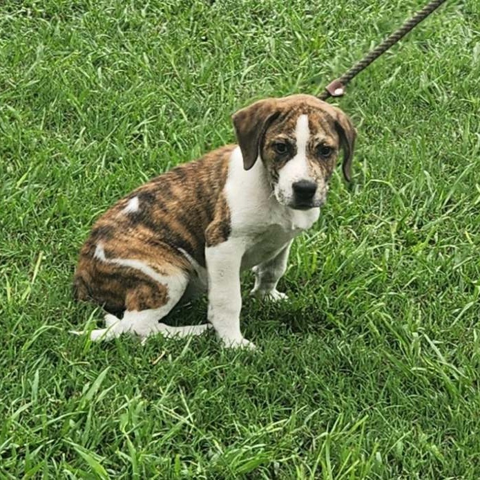 Waffles, a Adopted mixed breed in Sylacauga, AL image 4/5