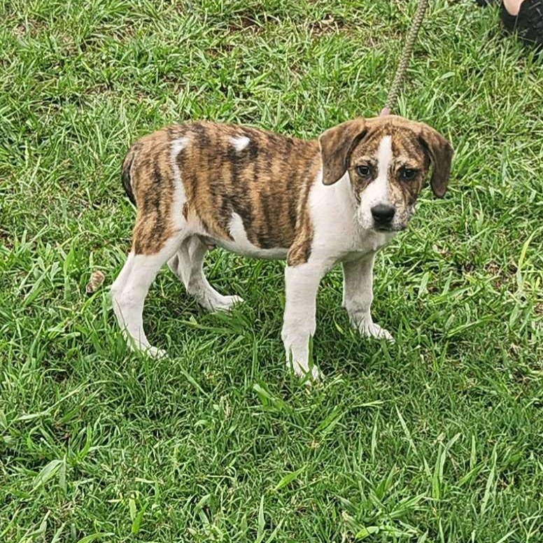 Waffles, a Adopted mixed breed in Sylacauga, AL image 5/5