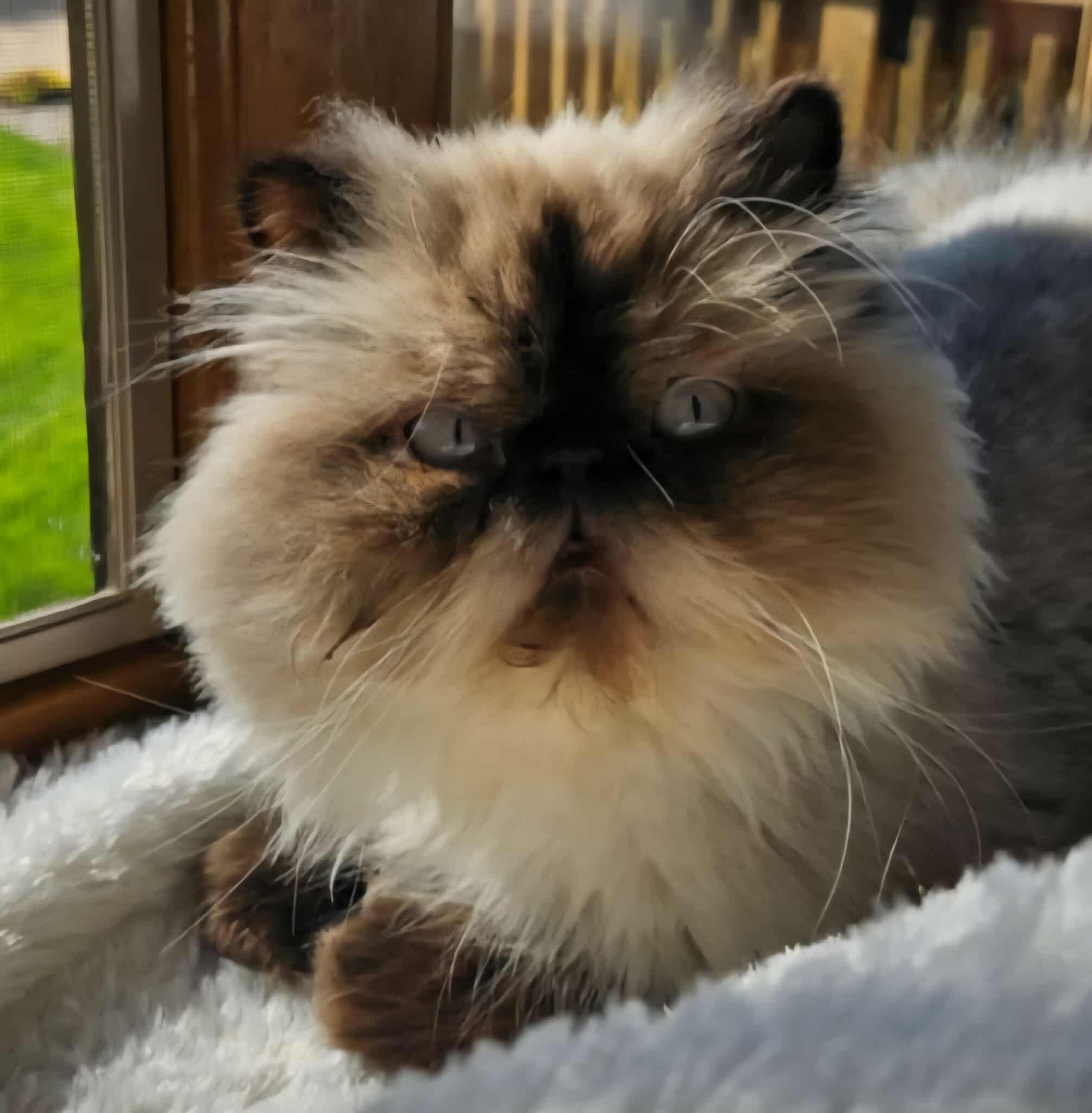 Jerry (bonded with Luna)