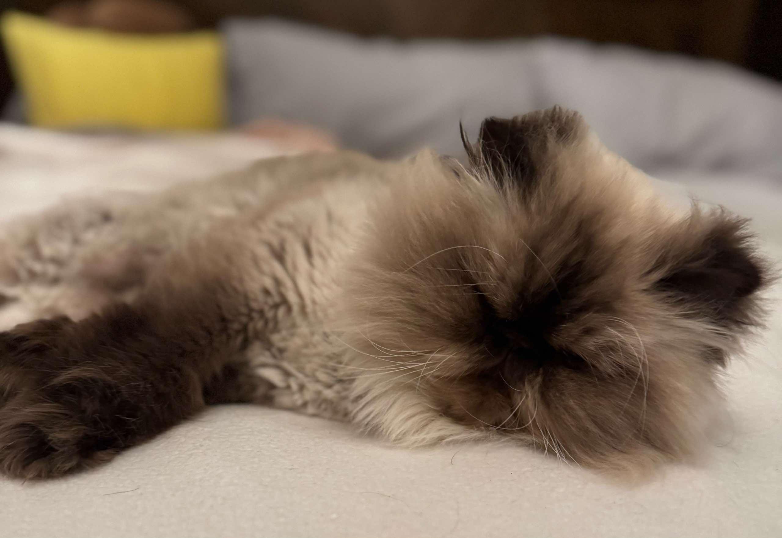 Jerry (bonded with Luna) photo 4