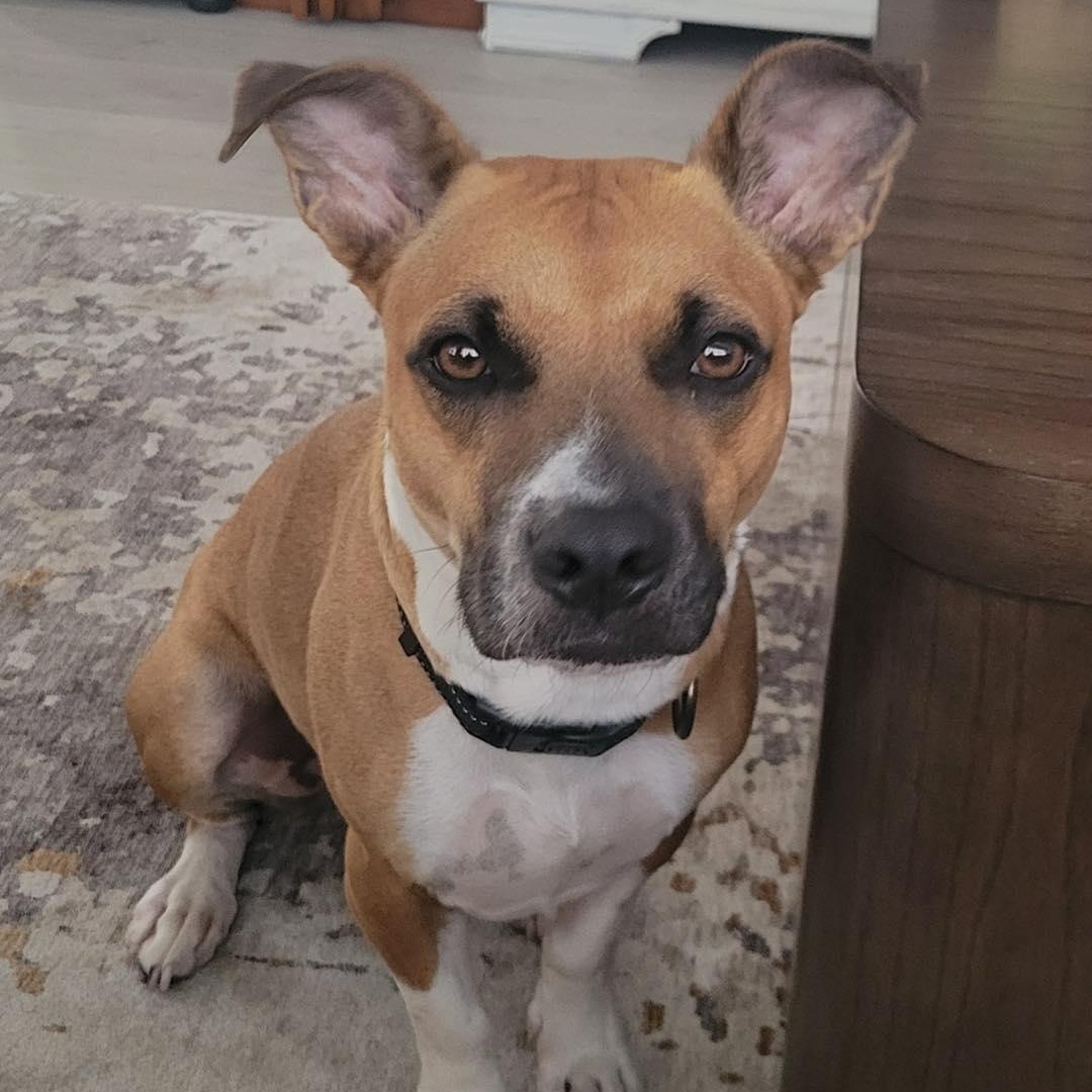 Gus, adoptable, Young Male Black Mouth Cur.