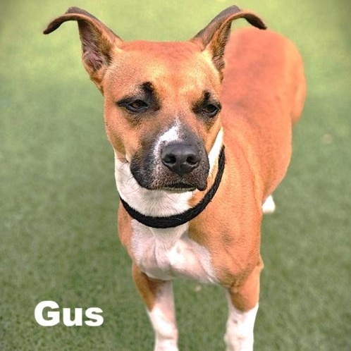 Enlarge Gus, an adoptable mixed breed in Palm Harbor, FL image 3/3