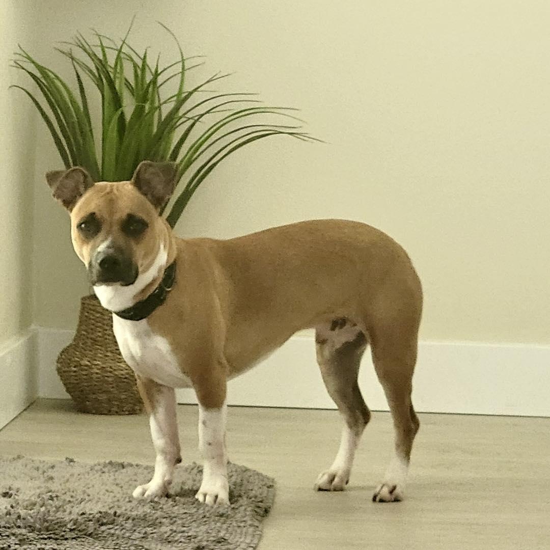 Enlarge Gus, an adoptable mixed breed in Palm Harbor, FL image 2/3