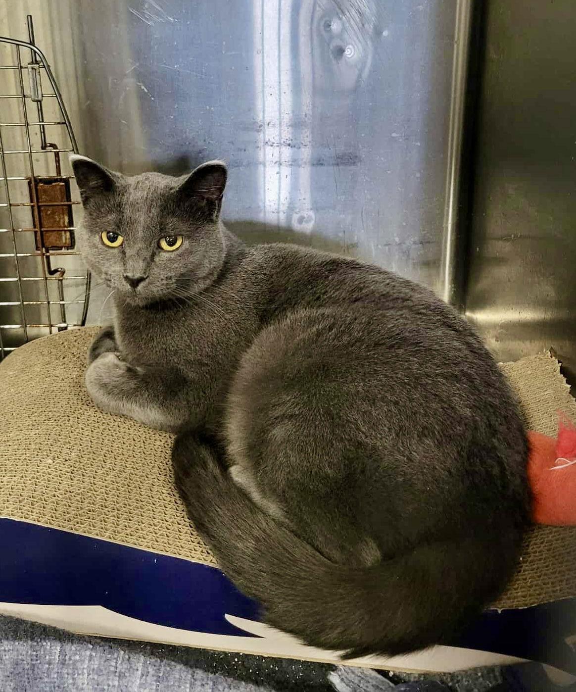 Roadie, Adoptable, Young Female Domestic Short Hair.
