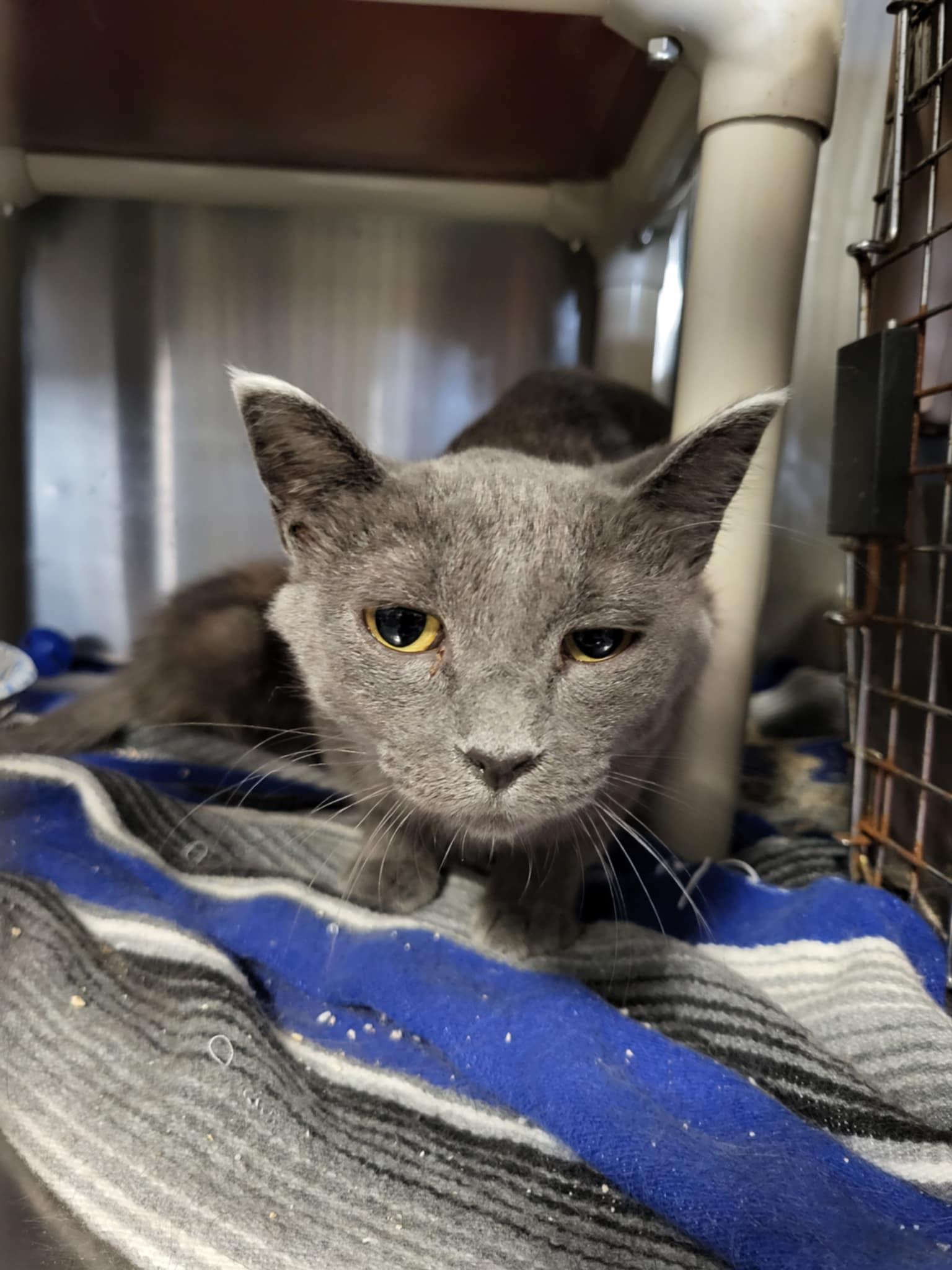 Enlarge Roadie, a Adoptable Domestic Short Hair in Detroit Lakes, MN image 2/3