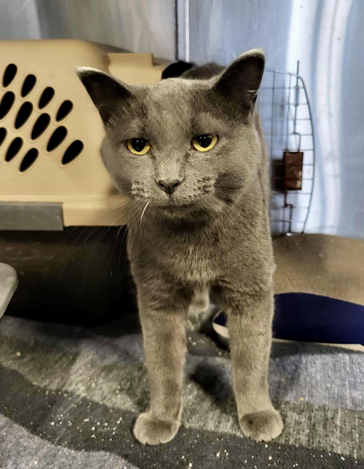 Enlarge Roadie, a Adoptable Domestic Short Hair in Detroit Lakes, MN image 3/3