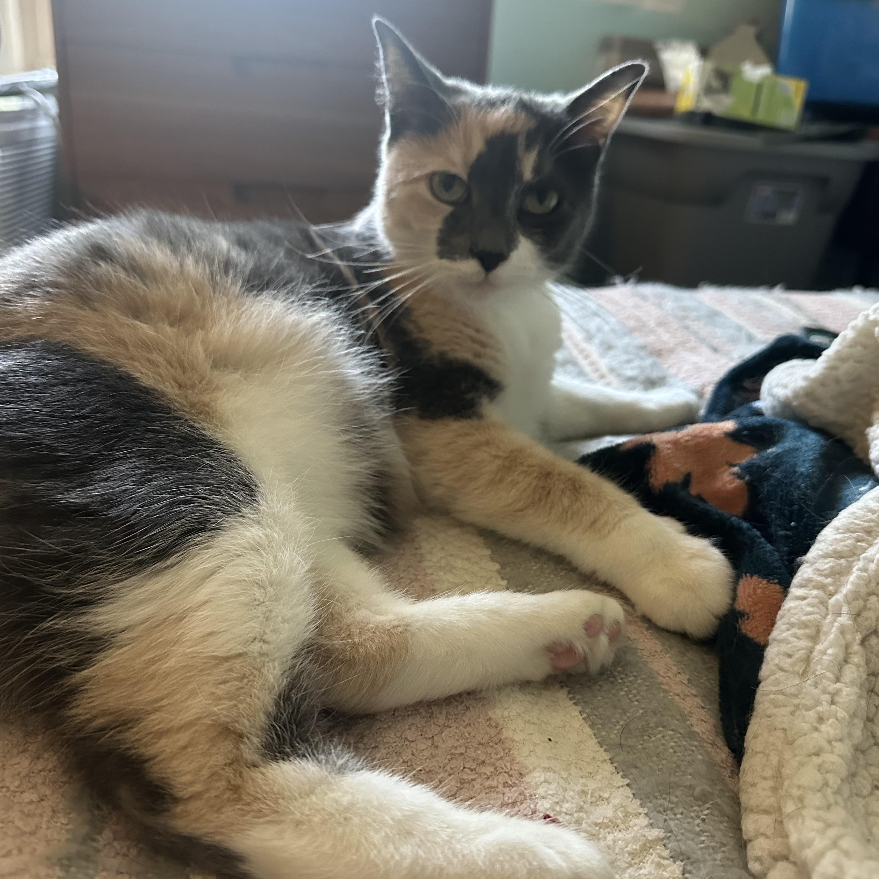 Willow, Adult Female Calico