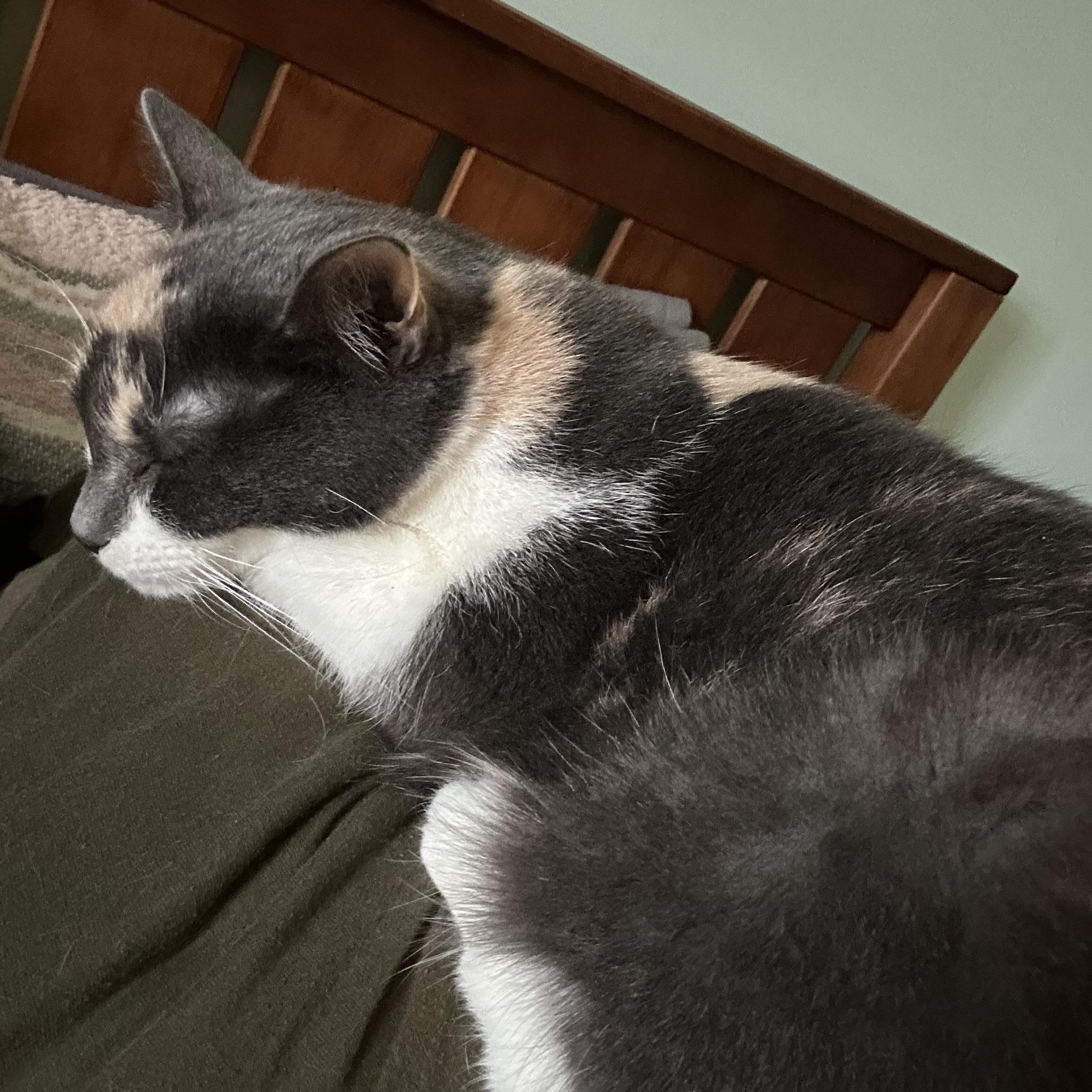 Willow photo 4