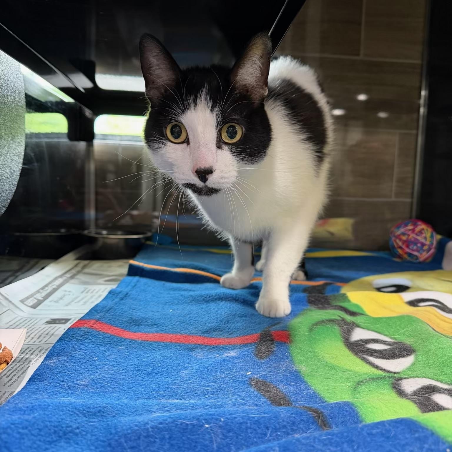 Enlarge Calcifer, a ADOPTABLE Domestic Short Hair in Sherman, TX image 1/2