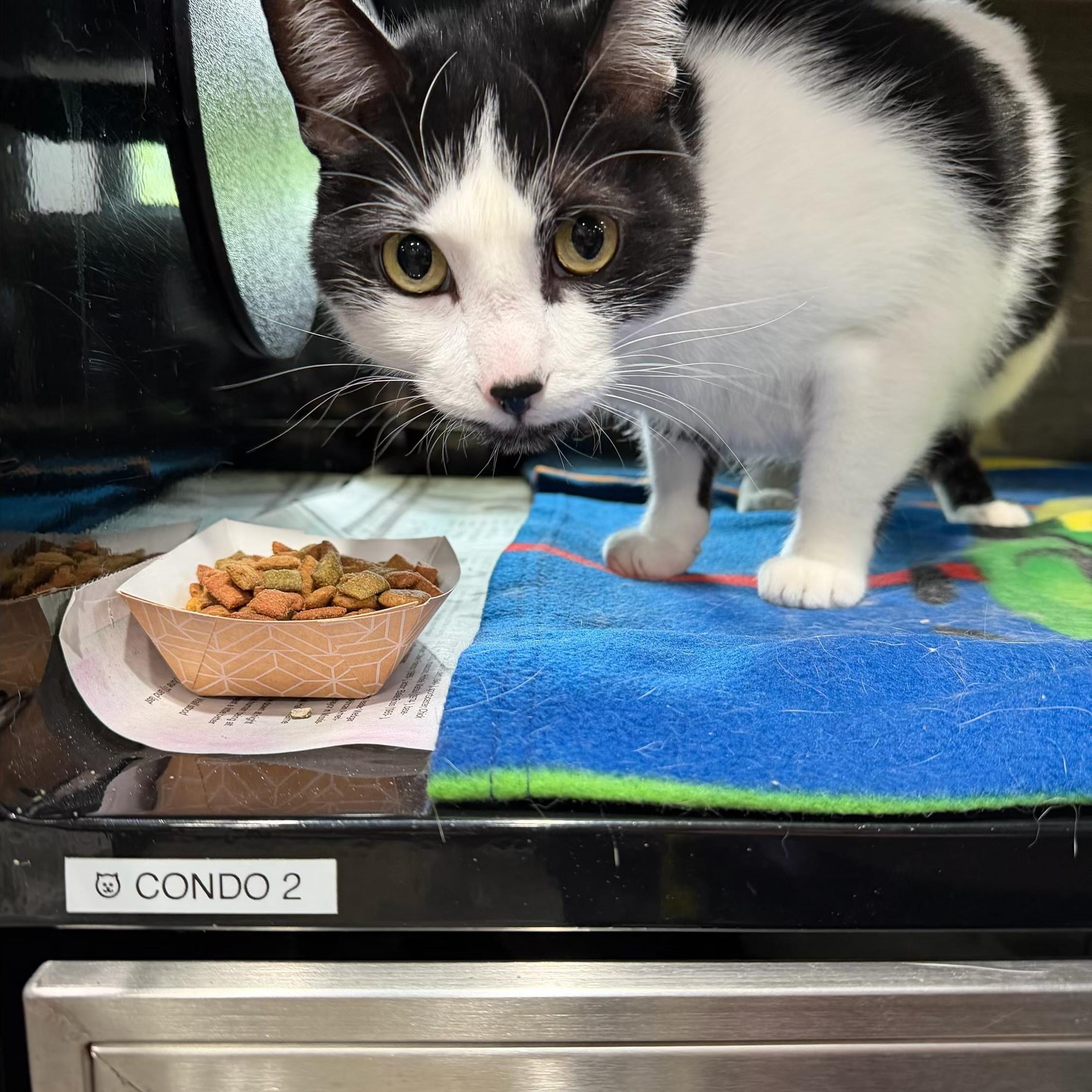 Enlarge Calcifer, a ADOPTABLE Domestic Short Hair in Sherman, TX image 2/2