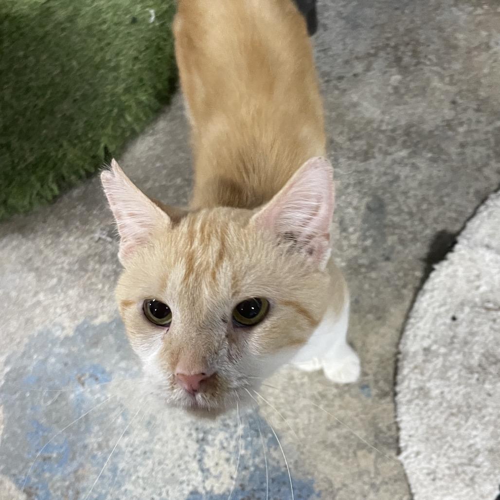 Enlarge Macaroni, a Adoptable Domestic Short Hair in Tipton, IA image 1/2