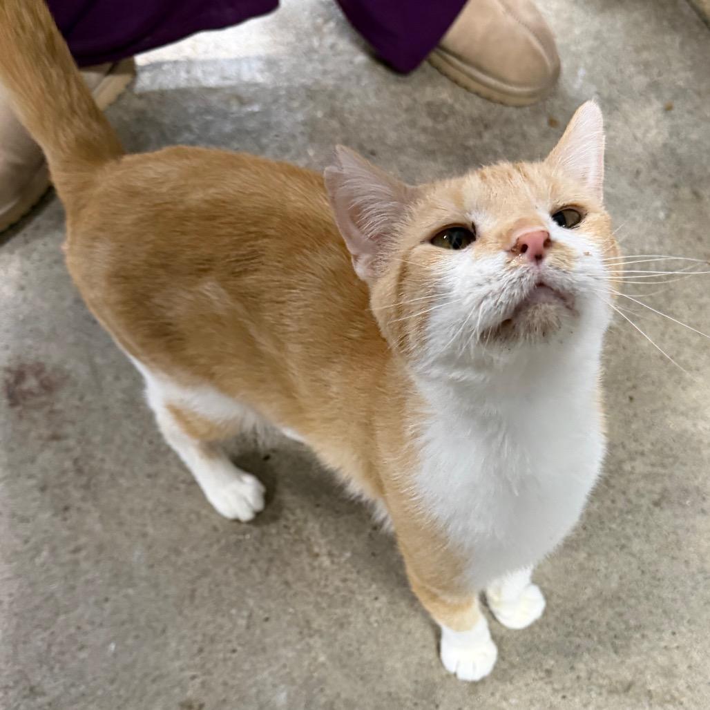 Enlarge Macaroni, a Adoptable Domestic Short Hair in Tipton, IA image 2/2