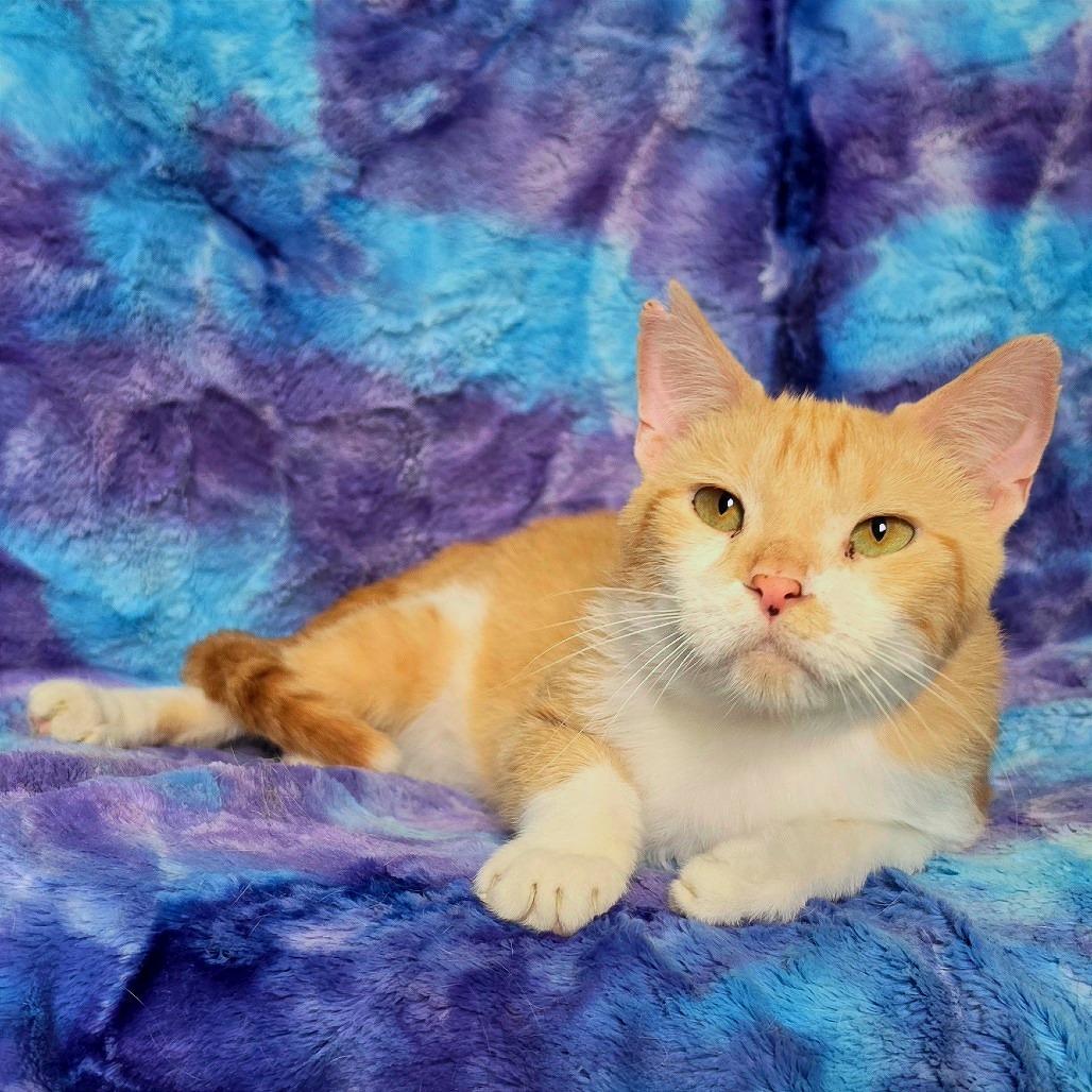 Enlarge Macaroni, a Adoptable Domestic Short Hair in Tipton, IA image 3/4