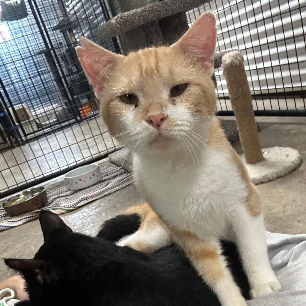 Enlarge Macaroni, a Adoptable Domestic Short Hair in Tipton, IA image 3/3