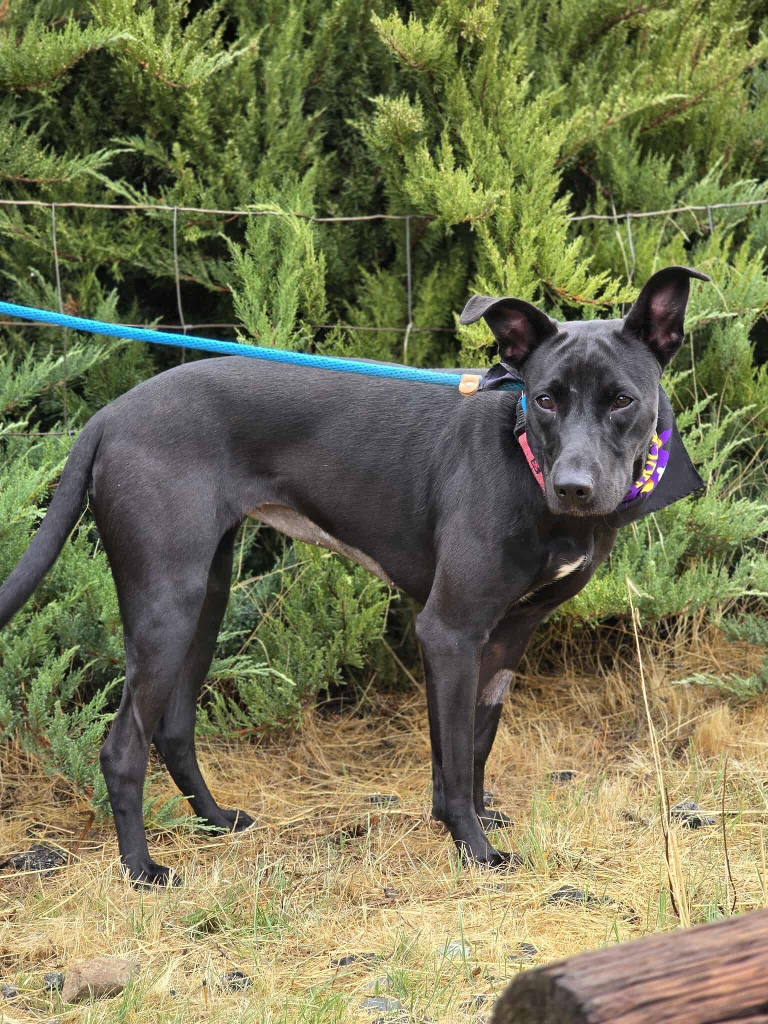 Enlarge Ophelia, a Adoptable mixed breed in Grants Pass, OR image 1/6