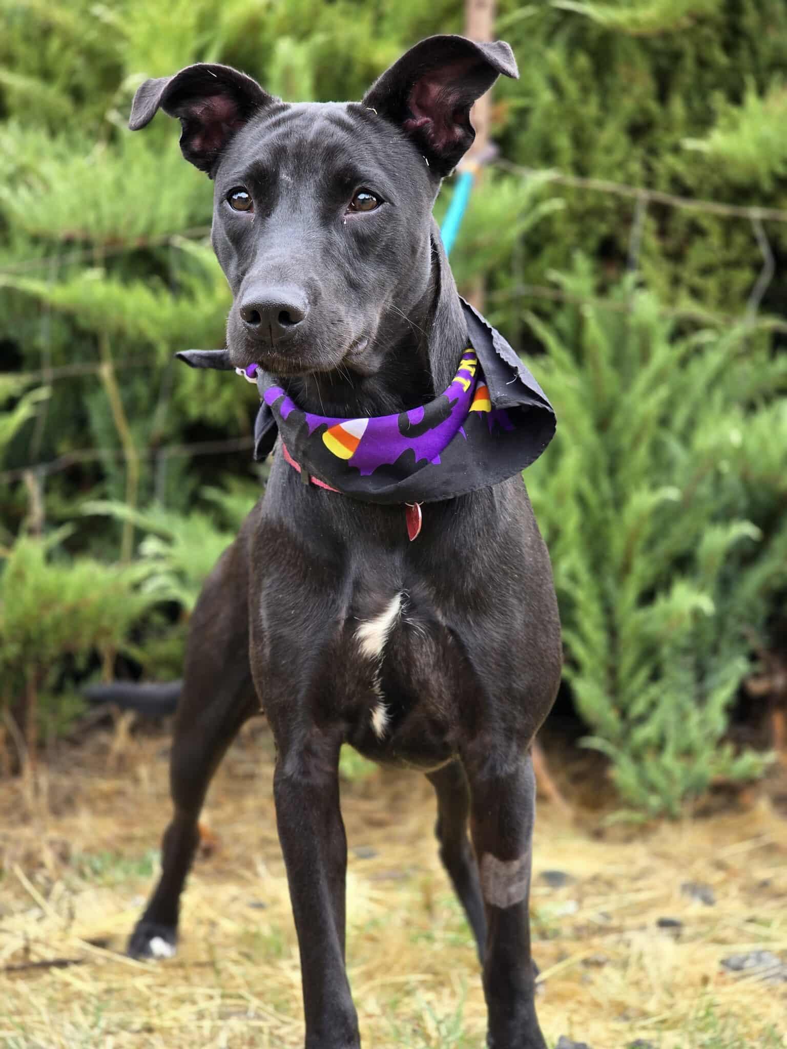 Enlarge Ophelia, a Adoptable mixed breed in Grants Pass, OR image 2/6