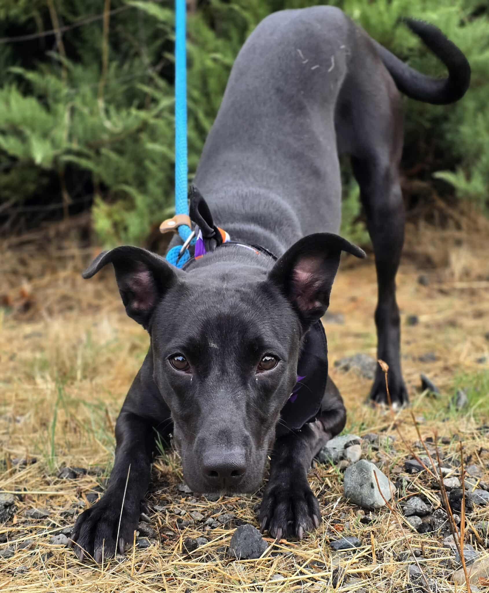 Ophelia, Adoptable, Young Female Pit Bull Terrier & Australian Cattle Dog / Blue Heeler.