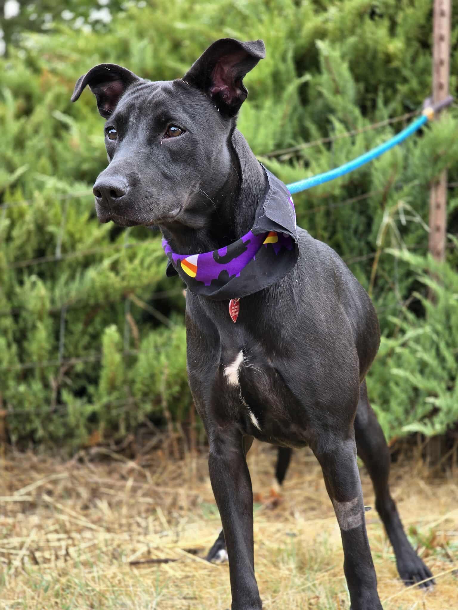 Enlarge Ophelia, a Adoptable mixed breed in Grants Pass, OR image 4/6